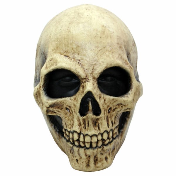 Bone skull