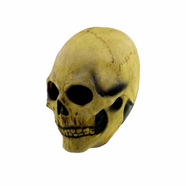 Bone skull
