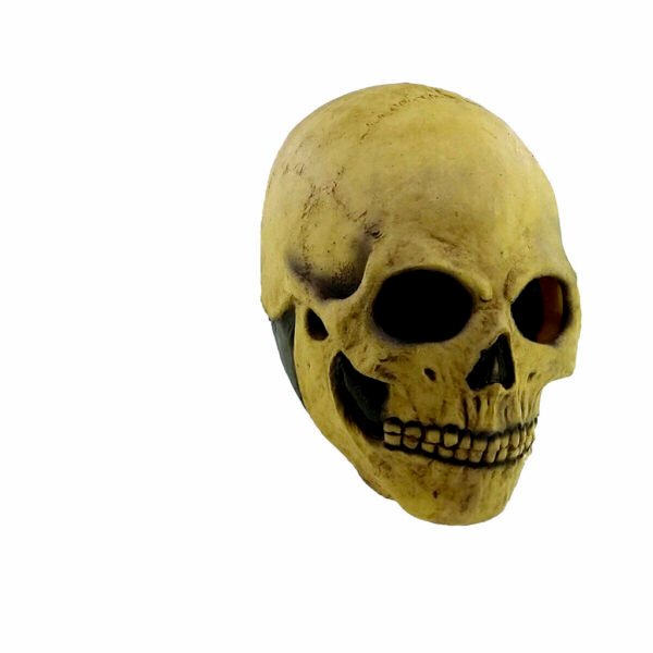 Bone skull