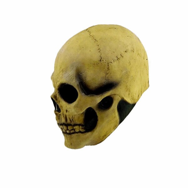 Bone skull