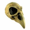 Crow Skull