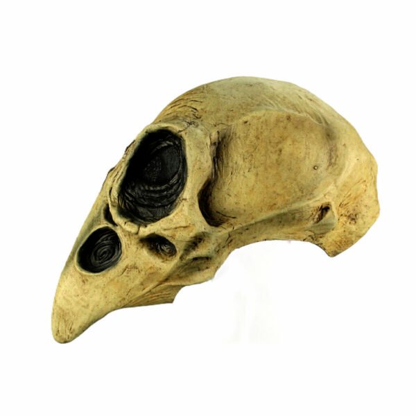 Crow Skull