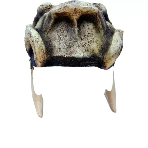 26685 3 Saber Tooth Helmet
