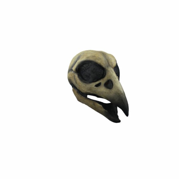 Raven Skull