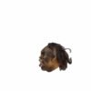 Shrunken Head B - 1