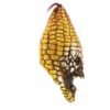 26340 3 Evil Corn