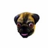 Pug