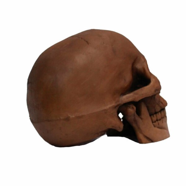 Resin Cranium