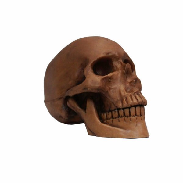 Resin Cranium
