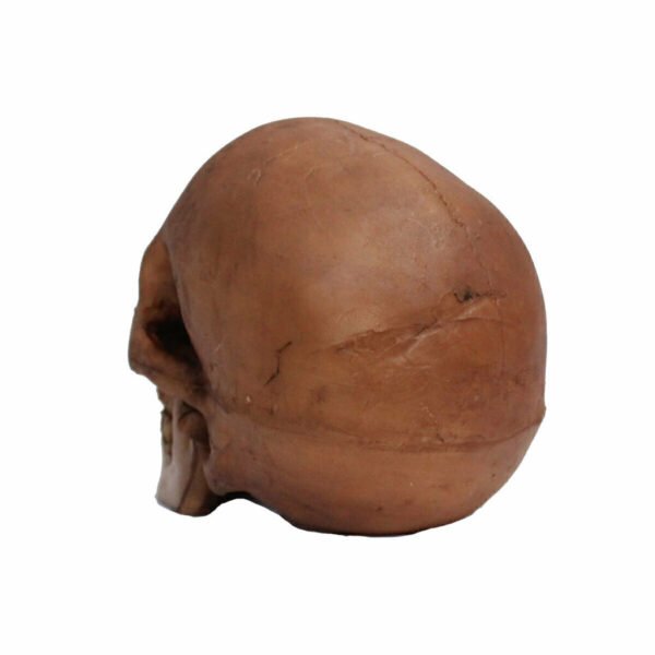 Resin Cranium