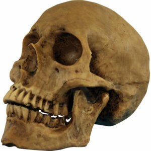 Resin Cranium