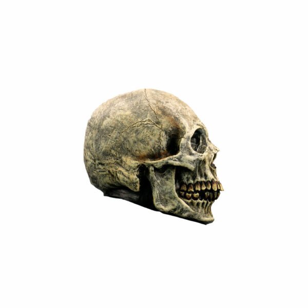 27751 2 Skull Human
