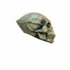 Alien Skull