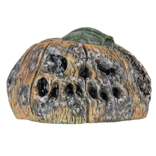 Rotten pumkin 6