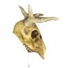 Deer Skull LED