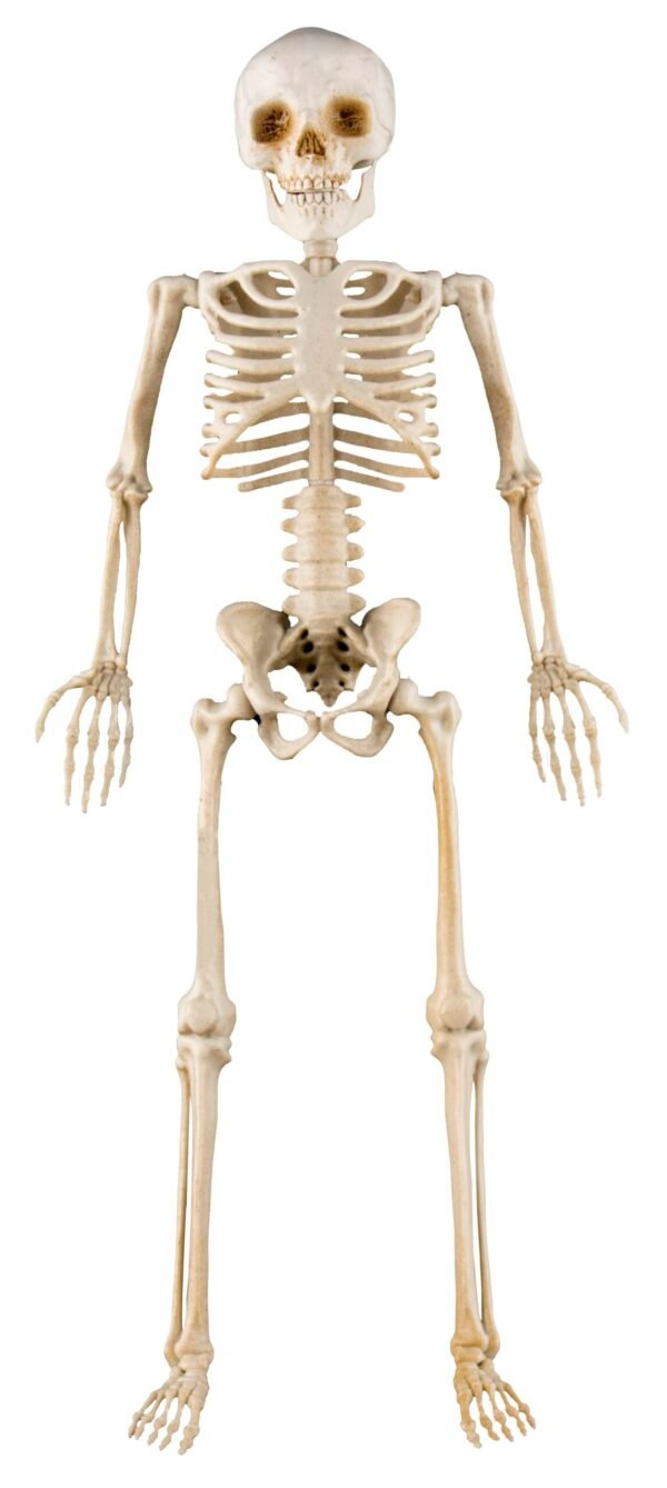 331013 Esqueleto