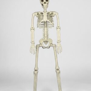 Esqueleto Mediano Decorativo – Figura de Esqueleto Realista