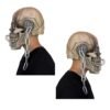 VIC Rattlehead