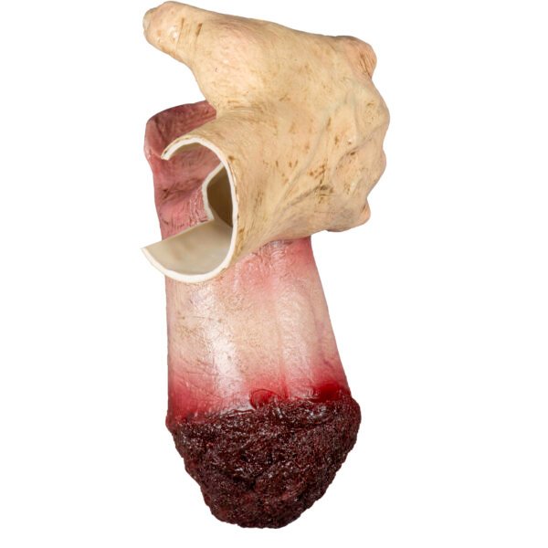 Liging Severed Hand