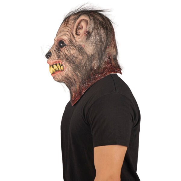 Mangy rat