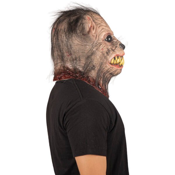 Mangy rat