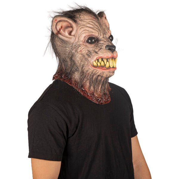 Mangy rat
