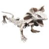 Lizard Skeleton