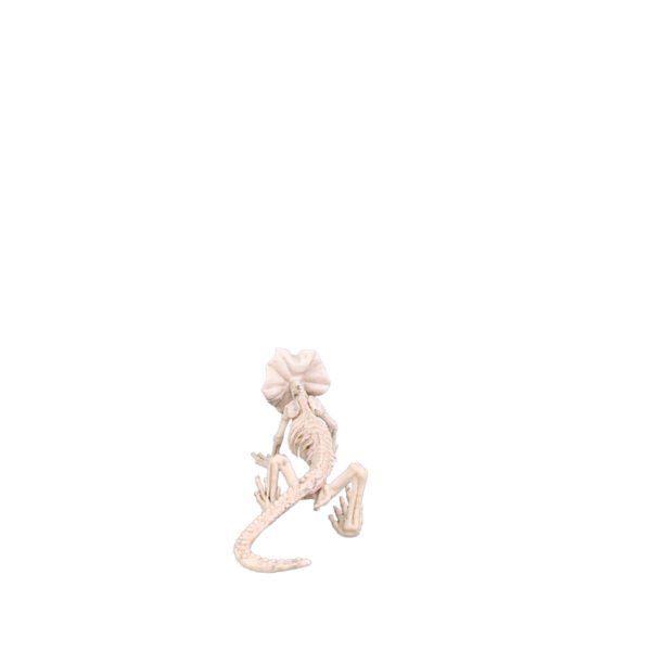 Lizard Skeleton