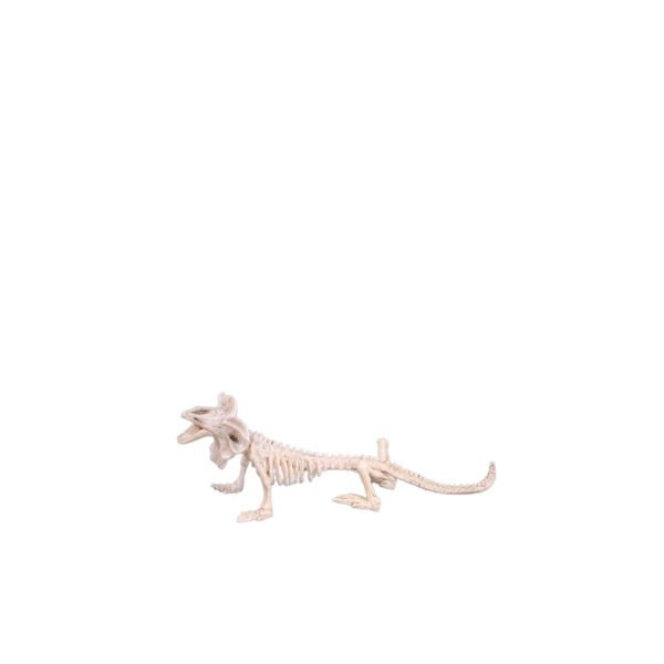 Lizard Skeleton