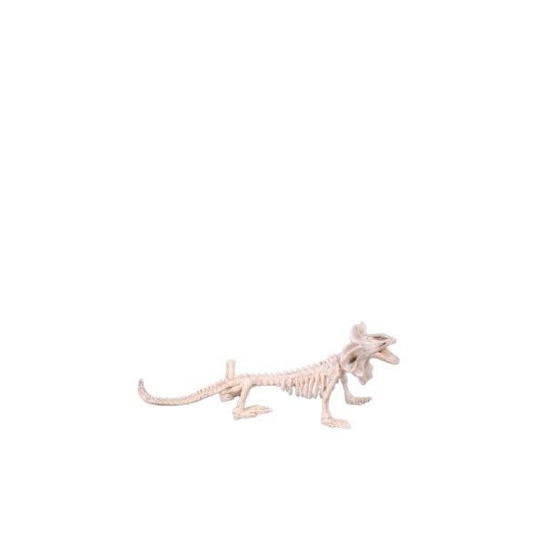 Lizard Skeleton
